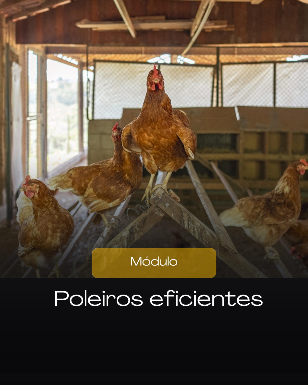 poleiros para galinhas
